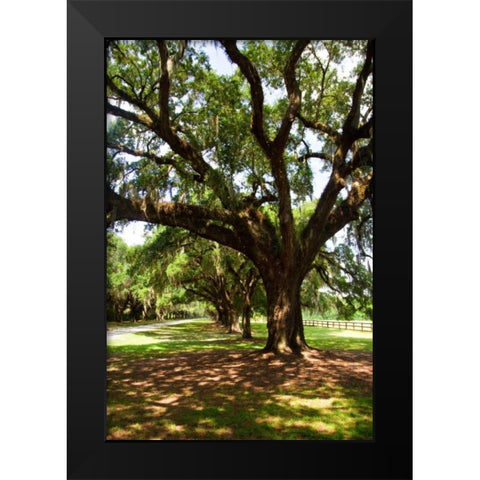 Charleston Oaks VI Black Modern Wood Framed Art Print by Hausenflock, Alan