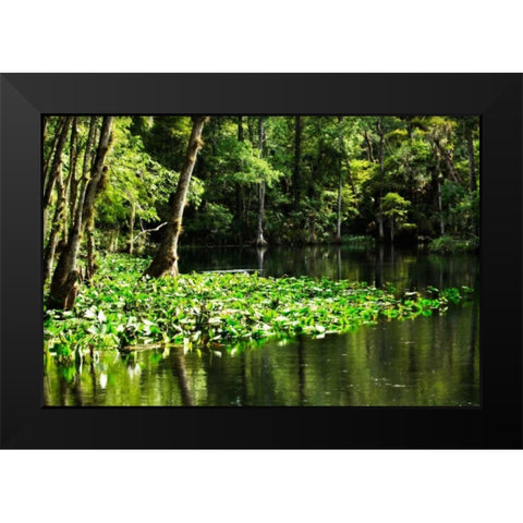 Water Lilies II Black Modern Wood Framed Art Print by Hausenflock, Alan