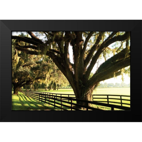 Majestic Oaks I Black Modern Wood Framed Art Print by Hausenflock, Alan