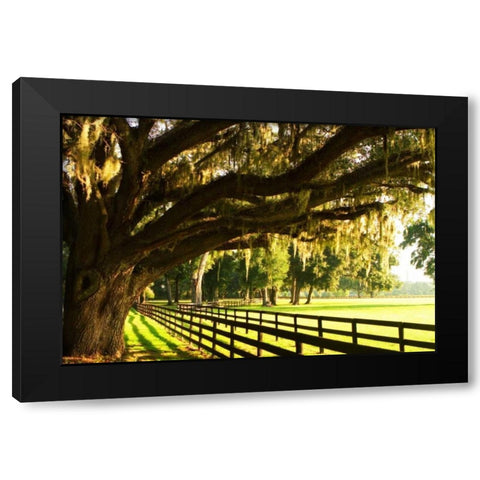 Majestic Oaks II Black Modern Wood Framed Art Print with Double Matting by Hausenflock, Alan