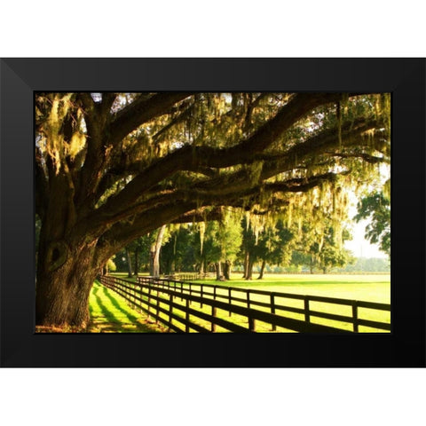 Majestic Oaks II Black Modern Wood Framed Art Print by Hausenflock, Alan