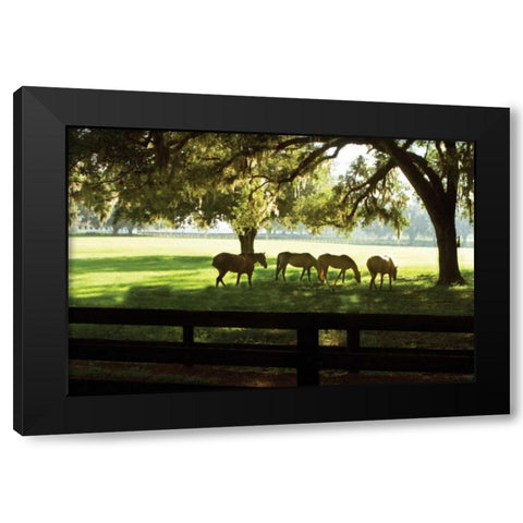 Horses in the Sunrise I Black Modern Wood Framed Art Print with Double Matting by Hausenflock, Alan