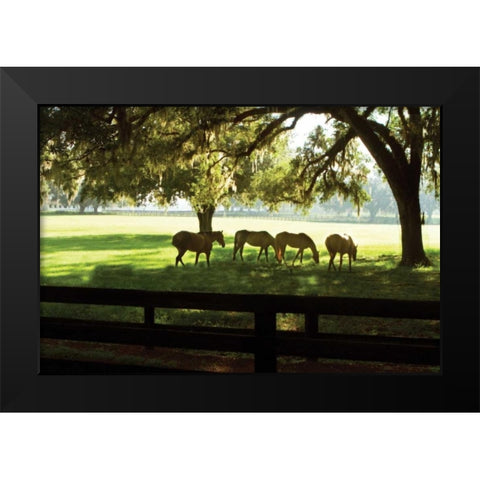 Horses in the Sunrise I Black Modern Wood Framed Art Print by Hausenflock, Alan