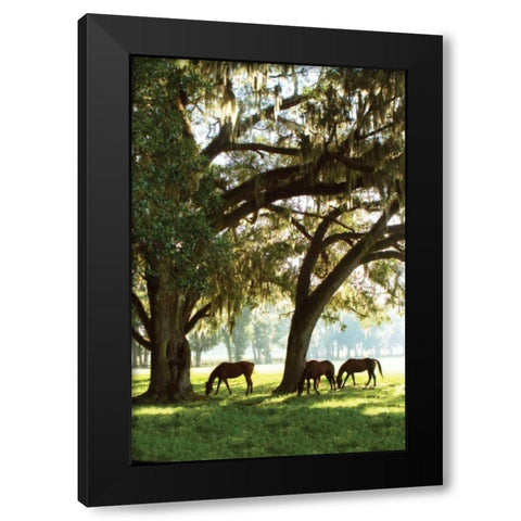 Horses in the Sunrise V Black Modern Wood Framed Art Print by Hausenflock, Alan