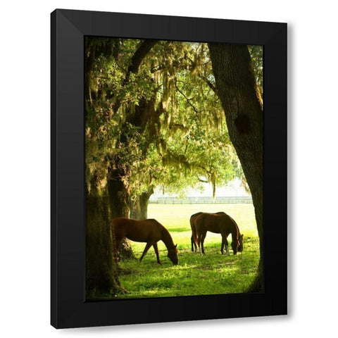 Horses in the Sunrise VI Black Modern Wood Framed Art Print with Double Matting by Hausenflock, Alan