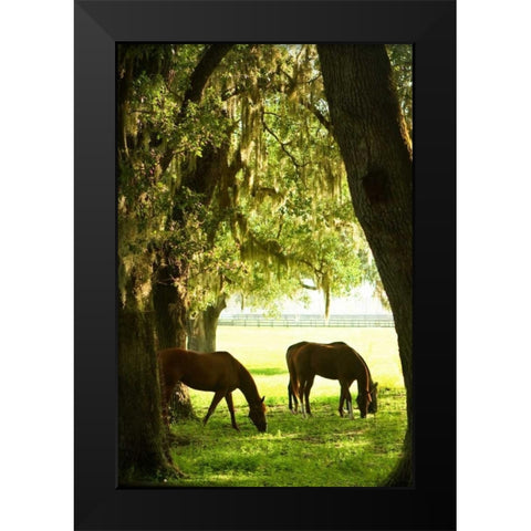 Horses in the Sunrise VI Black Modern Wood Framed Art Print by Hausenflock, Alan