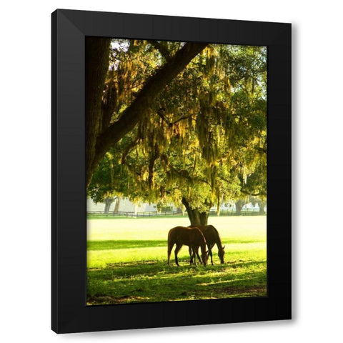 Horses in the Sunrise VIII Black Modern Wood Framed Art Print by Hausenflock, Alan