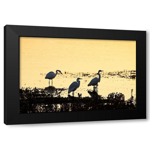 Egrets in the Sunrise I Black Modern Wood Framed Art Print by Hausenflock, Alan