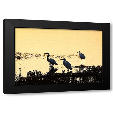 Egrets in the Sunrise II Black Modern Wood Framed Art Print with Double Matting by Hausenflock, Alan