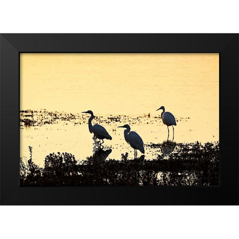 Egrets in the Sunrise II Black Modern Wood Framed Art Print by Hausenflock, Alan