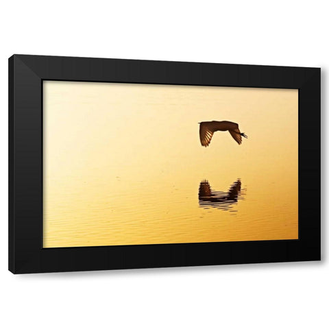 Egrets in the Sunrise III Black Modern Wood Framed Art Print with Double Matting by Hausenflock, Alan