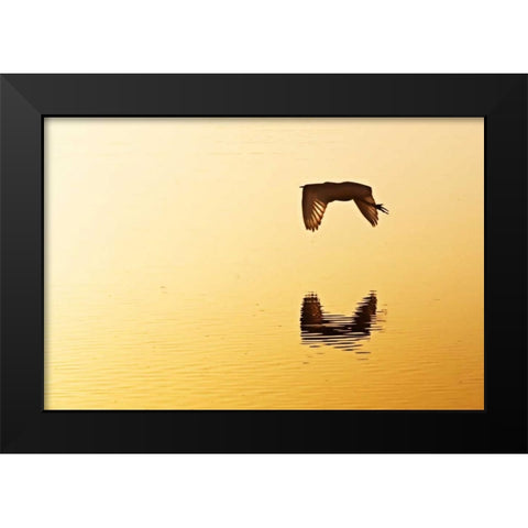Egrets in the Sunrise III Black Modern Wood Framed Art Print by Hausenflock, Alan