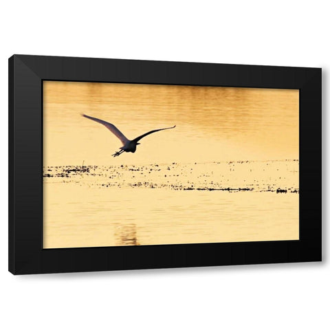 Egrets in the Sunrise IV Black Modern Wood Framed Art Print with Double Matting by Hausenflock, Alan