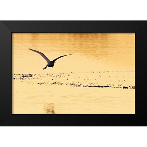 Egrets in the Sunrise IV Black Modern Wood Framed Art Print by Hausenflock, Alan