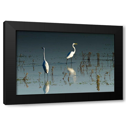 Early Morning Egrets I Black Modern Wood Framed Art Print by Hausenflock, Alan