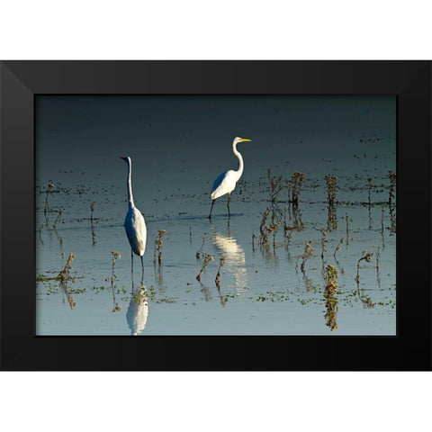 Early Morning Egrets I Black Modern Wood Framed Art Print by Hausenflock, Alan