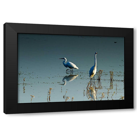 Early Morning Egrets II Black Modern Wood Framed Art Print with Double Matting by Hausenflock, Alan