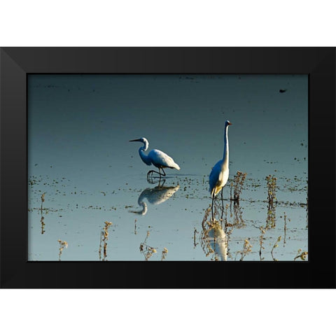 Early Morning Egrets II Black Modern Wood Framed Art Print by Hausenflock, Alan