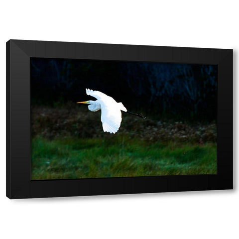 Egret in Flight I Black Modern Wood Framed Art Print with Double Matting by Hausenflock, Alan