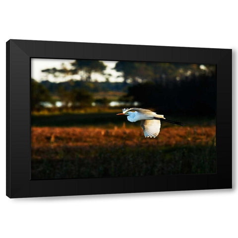 Egret in Flight II Black Modern Wood Framed Art Print by Hausenflock, Alan