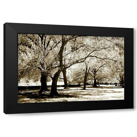 Fantasy Oaks Black Modern Wood Framed Art Print with Double Matting by Hausenflock, Alan