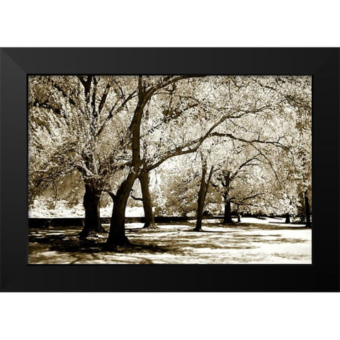 Fantasy Oaks Black Modern Wood Framed Art Print by Hausenflock, Alan