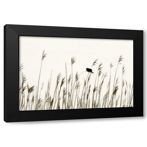 Bird in the Grass I Black Modern Wood Framed Art Print with Double Matting by Hausenflock, Alan