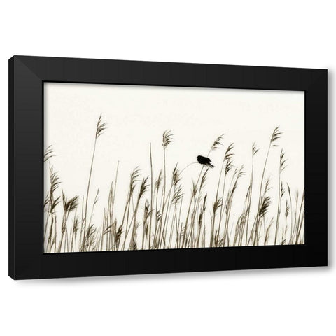 Bird in the Grass I Black Modern Wood Framed Art Print by Hausenflock, Alan