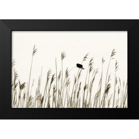 Bird in the Grass I Black Modern Wood Framed Art Print by Hausenflock, Alan