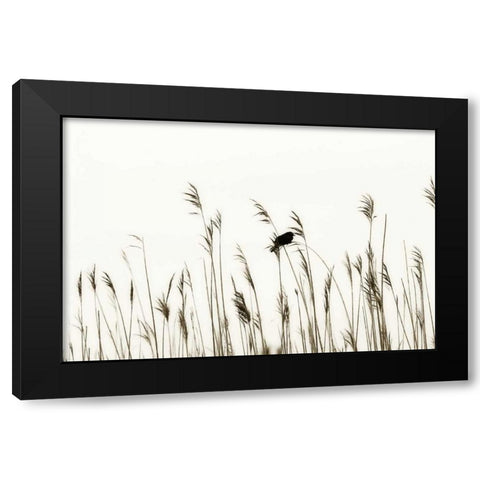 Bird in the Grass II Black Modern Wood Framed Art Print by Hausenflock, Alan