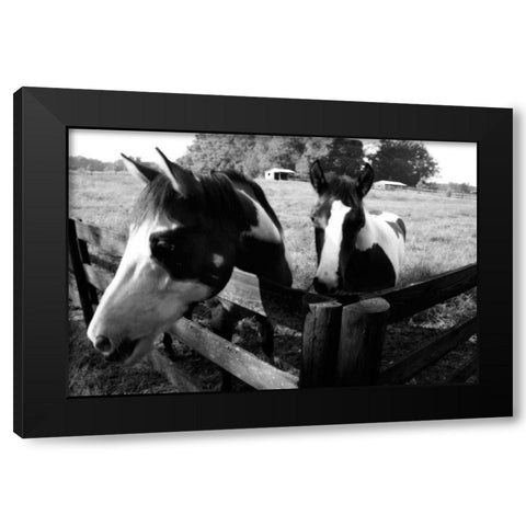 Stormy and Foal I Black Modern Wood Framed Art Print by Hausenflock, Alan