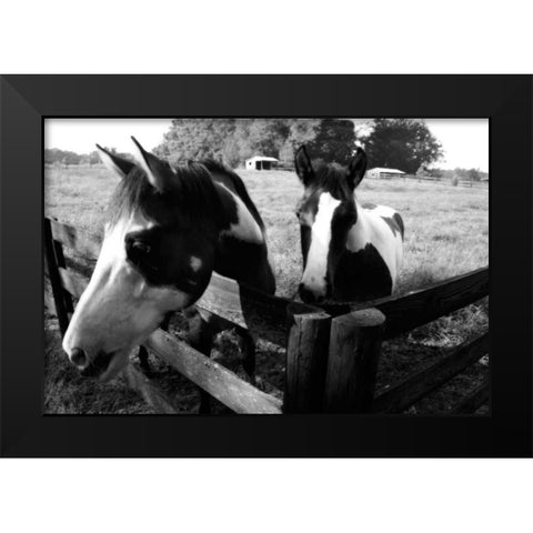 Stormy and Foal I Black Modern Wood Framed Art Print by Hausenflock, Alan