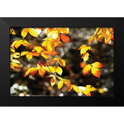 Autumn Leaves I Black Modern Wood Framed Art Print by Hausenflock, Alan