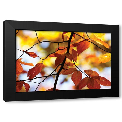 Autumn Leaves IV Black Modern Wood Framed Art Print by Hausenflock, Alan