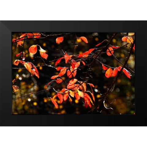 Autumn Leaves VI Black Modern Wood Framed Art Print by Hausenflock, Alan
