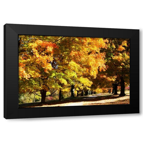 Sugar Maples I Black Modern Wood Framed Art Print with Double Matting by Hausenflock, Alan