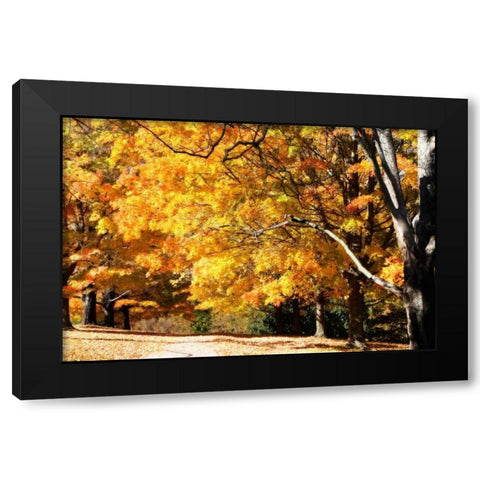 Sugar Maples II Black Modern Wood Framed Art Print with Double Matting by Hausenflock, Alan