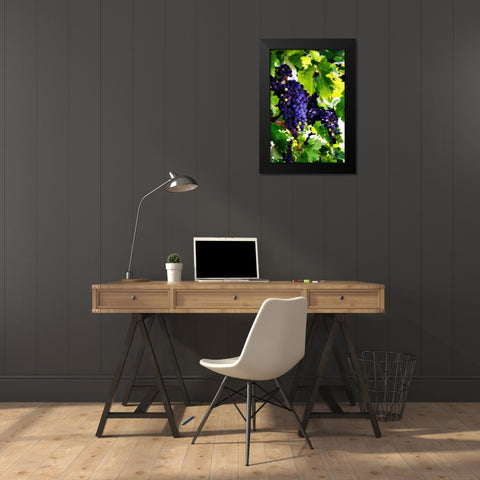 Grapes I Black Modern Wood Framed Art Print by Hausenflock, Alan