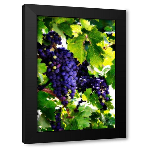 Grapes I Black Modern Wood Framed Art Print with Double Matting by Hausenflock, Alan