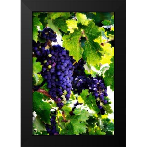 Grapes I Black Modern Wood Framed Art Print by Hausenflock, Alan