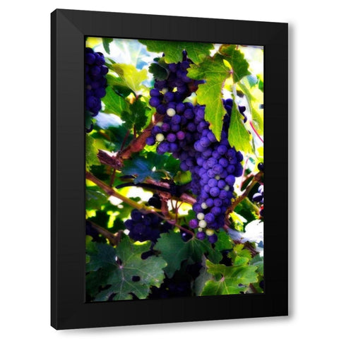 Grapes II Black Modern Wood Framed Art Print by Hausenflock, Alan