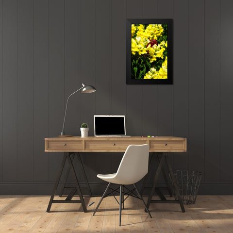 Garden Glory IV Black Modern Wood Framed Art Print by Hausenflock, Alan