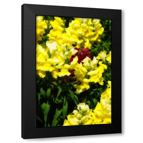 Garden Glory IV Black Modern Wood Framed Art Print by Hausenflock, Alan