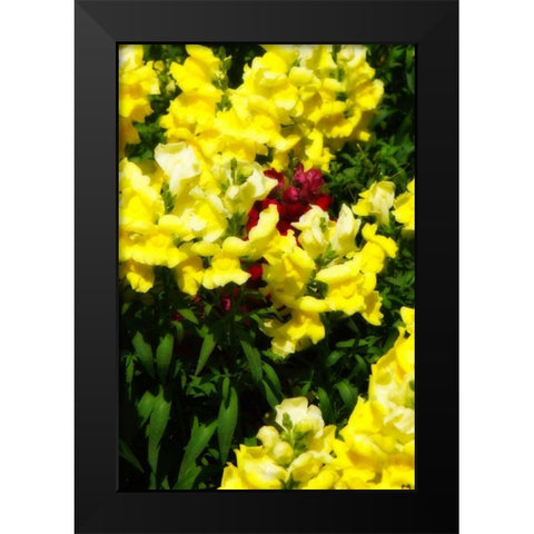 Garden Glory IV Black Modern Wood Framed Art Print by Hausenflock, Alan