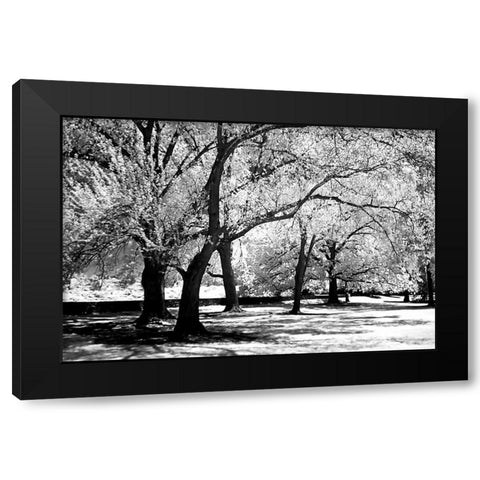 Fantasy Oaks Black Modern Wood Framed Art Print by Hausenflock, Alan