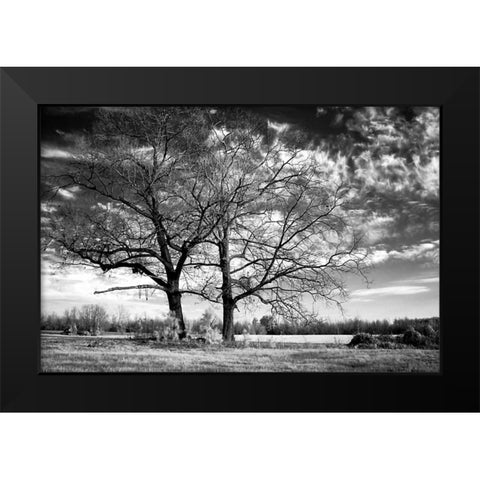 Roseville Oaks Black Modern Wood Framed Art Print by Hausenflock, Alan