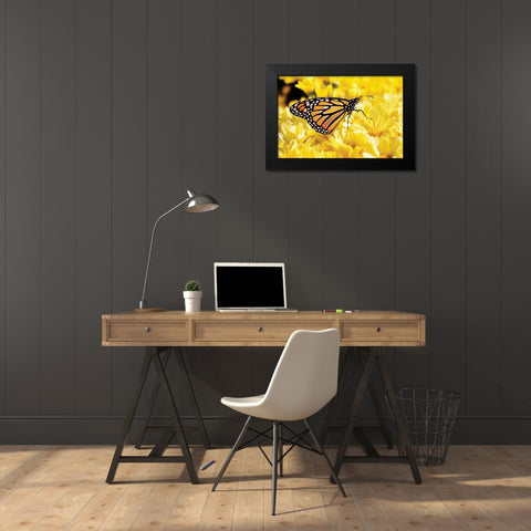 Monarch on Chrysanthemums Black Modern Wood Framed Art Print by Hausenflock, Alan