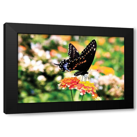 Giant Swallowtail Black Modern Wood Framed Art Print with Double Matting by Hausenflock, Alan