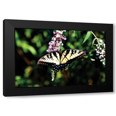 Black Swallowtail I Black Modern Wood Framed Art Print with Double Matting by Hausenflock, Alan