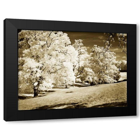 Sunlit Meadows I Black Modern Wood Framed Art Print with Double Matting by Hausenflock, Alan